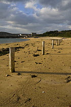 Mooring piles on New Grimsby Beach, Tresco, Isles of Scilly. December 2008.