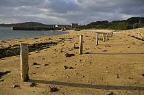 Mooring piles on New Grimsby Beach, Tresco, Isles of Scilly. December 2008.