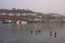 Mallard ducks (Anas platyrynchos) at the Underfall Yard, on floating harbour, frozen over in January 2009. Bristol, UK.