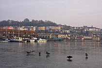 Mallard ducks (Anas platyrynchos) at the Underfall Yard, on floating harbour, frozen over in January 2009. Bristol, UK.
