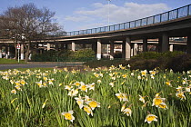 A3029 Brunel Way flyover, Hotwells, with Daffodils (Narcissus), Bristol. March 2009.