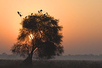 Asian openbill storks (Anastomus oscitans), roosting in tree at sunrise in Keoladeo Ghana / Bharatpur NP, Rajasthan, India