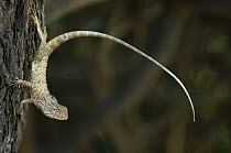 Garden lizard (Calotes versicolor) on tree trunk, Keoladeo Ghana / Bharatpur NP, Rajasthan, India