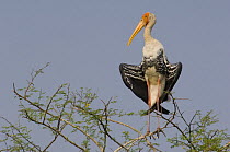Painted stork (Mycteria leucocephala), sunning, Keoladeo Ghana / Bharatpur  NP,  Rajasthan, India