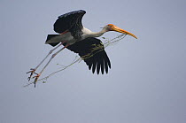 Painted Stork (Mycteria leucocephala) flying, carrying nesting material in beak, Keoladeo Ghana / Bharatpur NP, Rajasthan, India