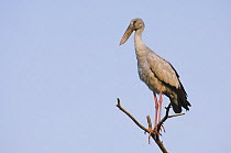 Asian openbill stork (Anastomus oscitans) perched on tree branch, Keoladeo Ghana / Bharatpur NP, Rajasthan, India