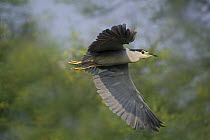 Black-crowned night heron (Nycticorax nycticorax) in flight, Keoladeo Ghana / Bharatpur NP, Rajasthan, India