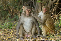 Rhesus macaque (Macaca mulatta) pair grooming, Keoladeo Ghana / Bharatpur NP, Rajasthan, India