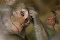 Rhesus macaque (Macaca mulatta) being groomed, Keoladeo Ghana / Bharatpur NP, Rajasthan, India