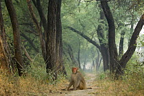 Rhesus macaque (Macaca mulatta) sitting on track in Keoladeo Ghana / Bharatpur NP, Rajasthan, India