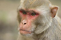 Rhesus Macaque (Macaca mulatta) head portrait, Keoladeo Ghana / Bharatpur NP, Rajasthan, India