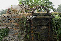 Watermill driven by oxen, north of Udaipur, Rajasthan, India