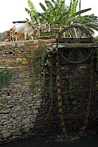 Watermill driven by oxen, north of Udaipur, Rajasthan, India