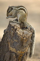 Northern / Five striped palm squirrel (Funambulus pennantii) Rajasthan, India