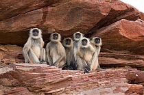 Southern plains grey / Hanuman langur {Semnopithecus dussumieri} group on rocks, Rajasthan, India