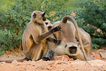 Southern plains grey / Hanuman langur {Semnopithecus dussumieri} group grooming, Rajasthan, India