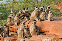 Southern plains grey / Hanuman langur {Semnopithecus dussumieri} large group of families sitting on rock, Rajasthan, India