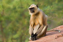 Southern plains grey / Hanuman langur {Semnopithecus dussumieri} sitting on rock looking thoughtful, Rajasthan, India