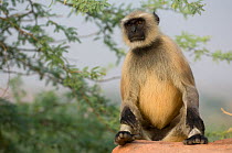 Southern plains grey / Hanuman langur {Semnopithecus dussumieri} sitting on rock, Rajasthan, India