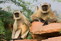 Southern plains grey / Hanuman langur {Semnopithecus dussumieri} two sitting on rock, Rajasthan, India