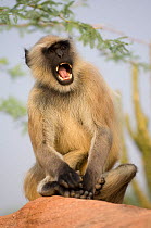 Southern plains grey / Hanuman langur {Semnopithecus dussumieri} sitting on rock showing threat behaviour, Rajasthan, India