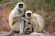 Southern plains grey / Hanuman langur {Semnopithecus dussumieri} two sitting on rock grooming, Rajasthan, India