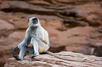 Southern plains grey / Hanuman langur {Semnopithecus dussumieri} sitting on rock looking up, Rajasthan, India