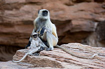 Southern plains grey / Hanuman langur {Semnopithecus dussumieri} female with young sitting on rock showing, Rajasthan, India