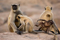 Southern plains grey / Hanuman langur {Semnopithecus dussumieri} family group on rock, Rajasthan, India