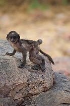 Southern plains grey / Hanuman langur {Semnopithecus dussumieri} baby exploring rock, Rajasthan, India