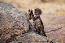 Southern plains grey / Hanuman langur {Semnopithecus dussumieri} baby exploring rock, Rajasthan, India