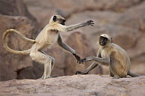 Southern plains grey / Hanuman langur {Semnopithecus dussumieri} play fighting, Rajasthan,India