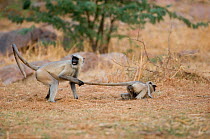 Southern plains grey / Hanuman langur {Semnopithecus dussumieri} play fighting, one pulling the other by the tail, Rajasthan, India