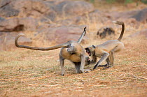 Southern plains grey / Hanuman langur {Semnopithecus dussumieri} play fighting, Rajasthan, India