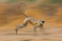 Southern plains grey / Hanuman langur {Semnopithecus dussumieri} running, Rajasthan, India
