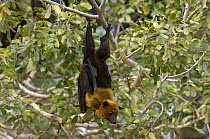 Indian flying fox (Pteropus giganticus) roosting in tree, Rajasthan, India