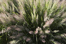 Korean feather reed grass {Stipa / Calamagrostis brachytricha} in flower, UK