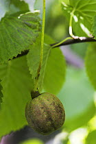 Handkerchief tree fruit {Davidia involucrata} UK