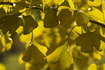 Maidenhair tree {Ginkgo biloba} leaves in autumn, UK