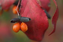 Winged spindle / Winged Euonymus / Burning Bush {Euonymus alatus} berries in autumn, UK. native to eastern Asia