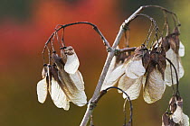 Red-bud / Trautvetter's maple seeds {Acer heldreichii trautvetteri} UK, native to the Caucasus