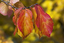 Persian Ironwood {Parrotia persica} leaves in autumn, UK, native to northern Iran