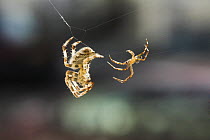 European garden spider (Araneus diadematus) pair in courtship, male, smaller on right, testing signal line and approaching female, UK