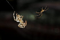 European garden spider (Araneus diadematus) pair in courtship, male, smaller on right, testing signal line and approaching female, UK
