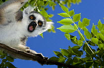 Ring-tailed lemur (Lemur catta) looking down from tree, Anja Private Reserve, near Ambalavao, Central Madagascar