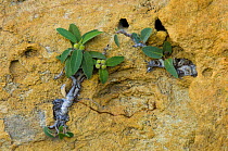 Fig tree (Ficus sp) branches growing in rock crevices, Isalo National Park, South Madagascar