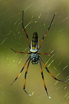 Madagascar spider (Nephila madagascarensis) on web, Isalo National Park, South Madagascar