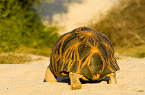 Madagascar radiated tortoise (Geochelone radiata) rear view, Anakao, South Tulear, South Madagascar