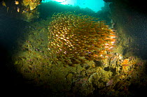 Large group fish schooling in a cave, Nosy Ve, Anakao, Tulear, South Madagascar