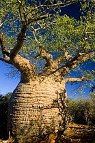 The oldest baobab tree in Madagascar (Adansonia rubrostipa) Tsimanampetsotse National Park, South Madagascar
